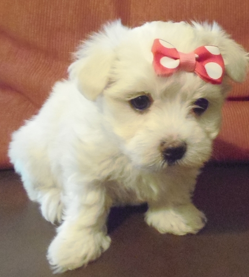 puppyspot maltese