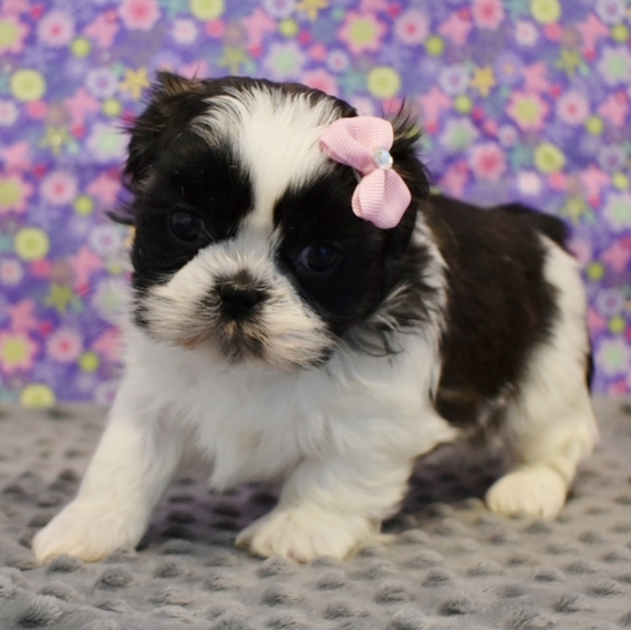 puppyspot shih tzu
