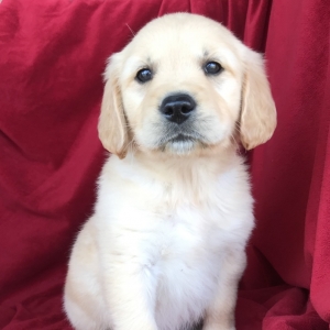 golden jack retriever