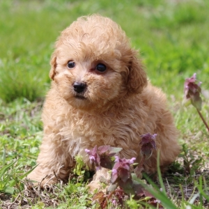 93 fun facts about poodles
