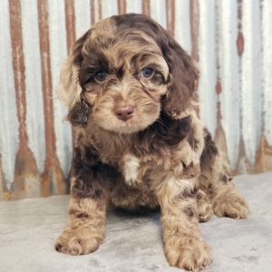 merle cockapoo puppies