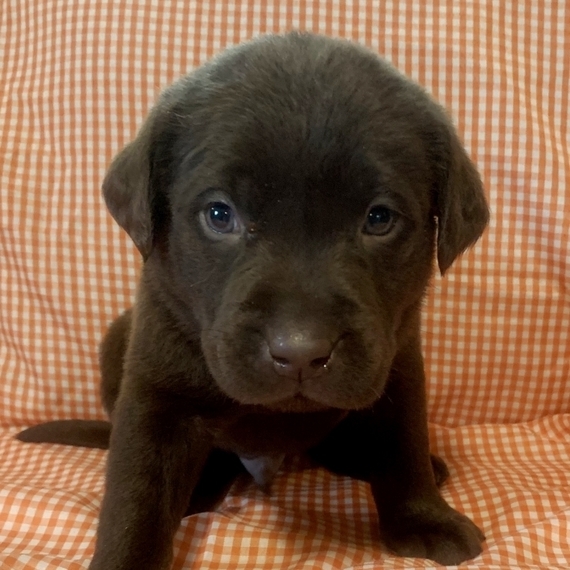 Copper, a Chocolate Male Labrador Retriever Puppy 642505 PuppySpot