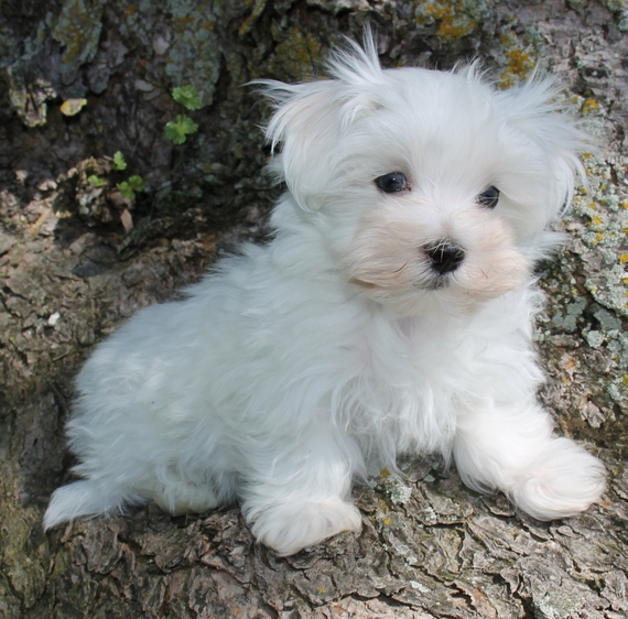 puppyspot maltese