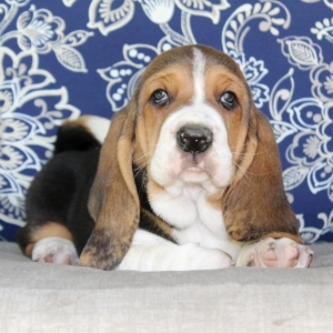 basset hound puppies for sale trading post