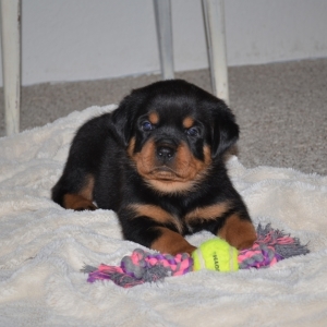 puppyspot rottweiler