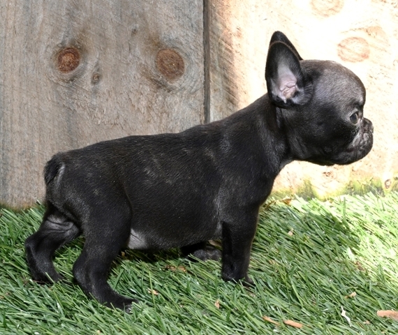 austin french bulldogs