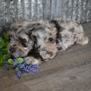 merle cockapoo for sale