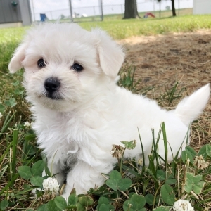 puppyspot maltese