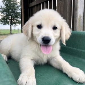 5 golden retriever puppies