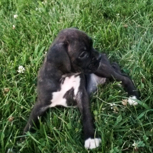 blue brindle boxer