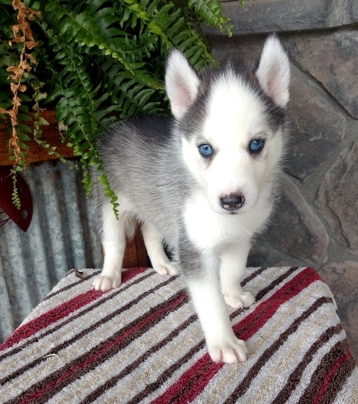 Bandit A Gray White Male Siberian Husky Puppy 649975 Puppyspot