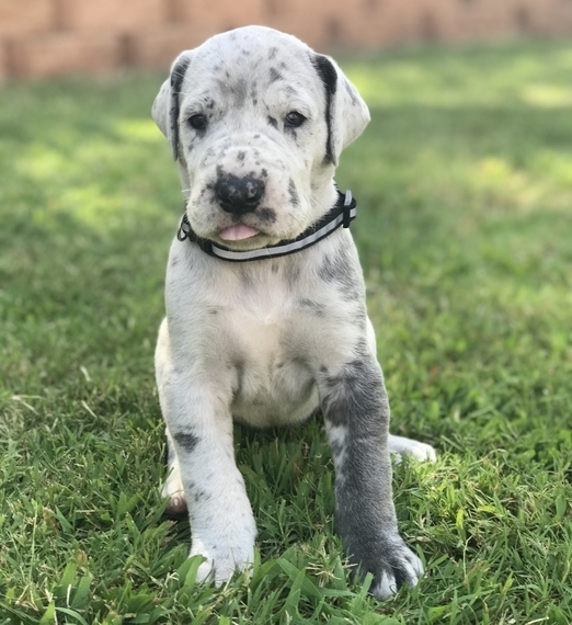 silver merle great dane