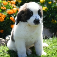 small saint bernard