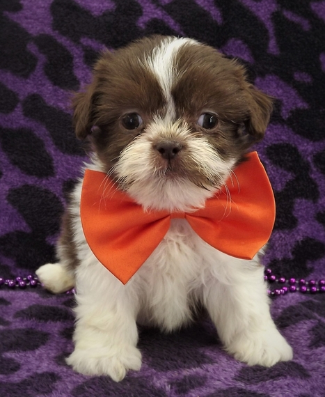 puppyspot shih tzu