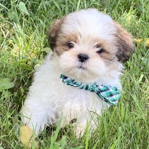 puppyspot shih tzu