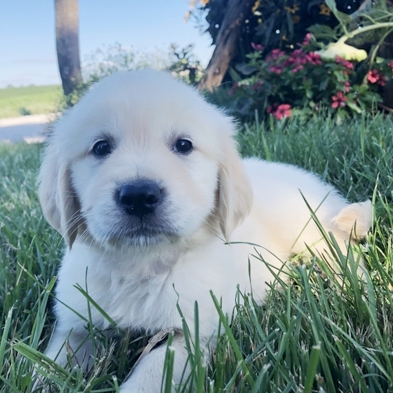 5 golden retriever puppies