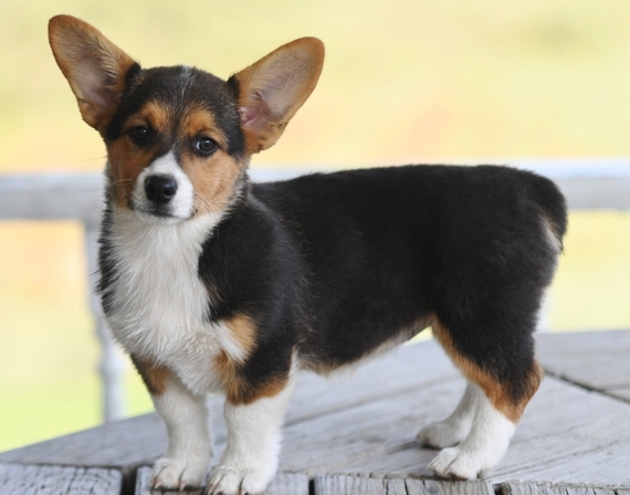 diamond pembroke corgis