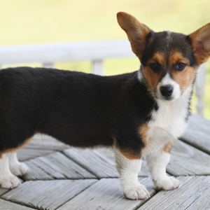 diamond pembroke corgis