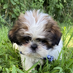 puppyspot shih tzu