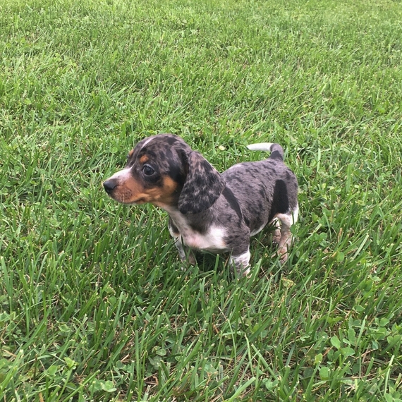 lils dachshund puppies
