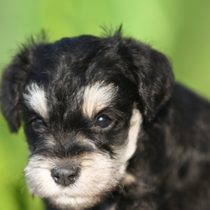 tony mini schnauzer puppies