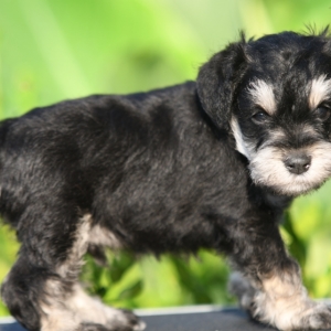 tony mini schnauzer puppies