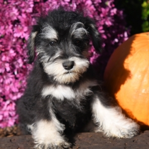 tony mini schnauzer puppies