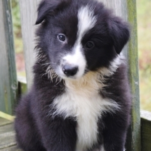 Sophie Border Collie Puppy 654955 Puppyspot