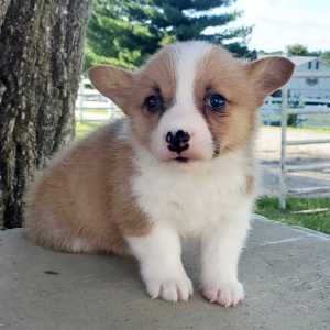 Goose A Red Male Pembroke Welsh Corgi Puppy 655215 Puppyspot