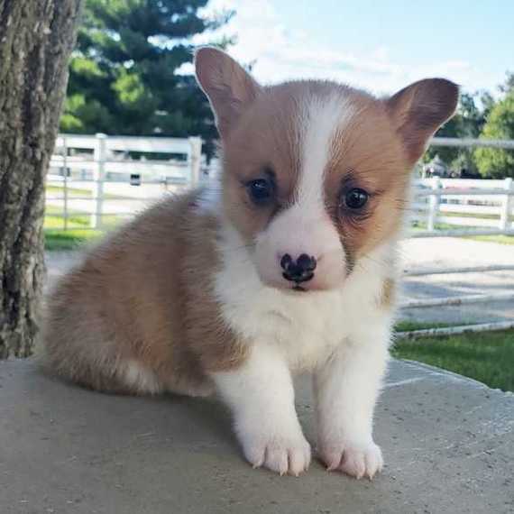 Goose A Red Male Pembroke Welsh Corgi Puppy 655215 Puppyspot