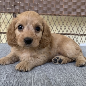 cocker cavapoo
