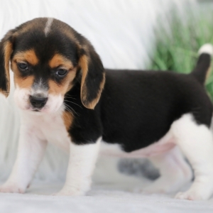 ava puppy medium breed