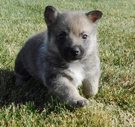 Bobby Swedish Vallhund Puppy 659595 | PuppySpot