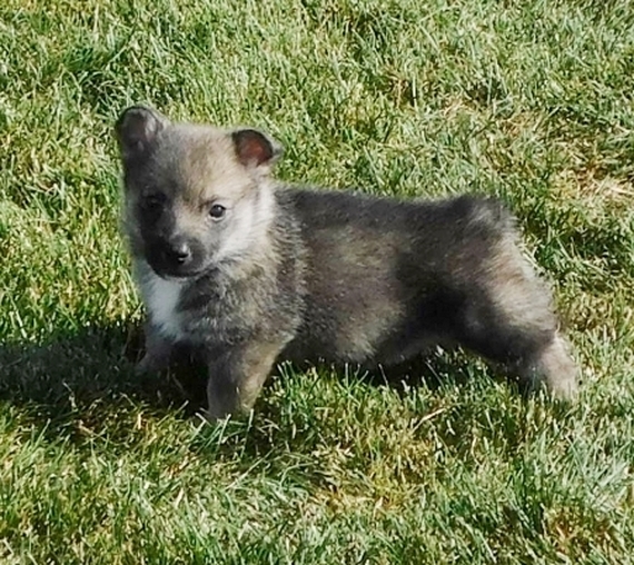 Bobby Swedish Vallhund Puppy 659595 | PuppySpot