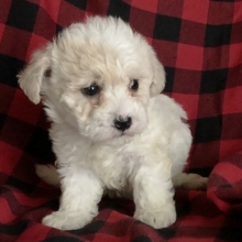 albino havanese
