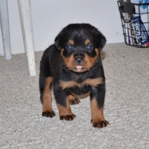 puppyspot rottweiler