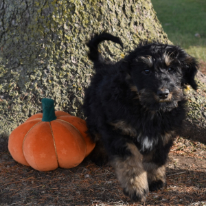 Bernedoodle Puppy Hannah