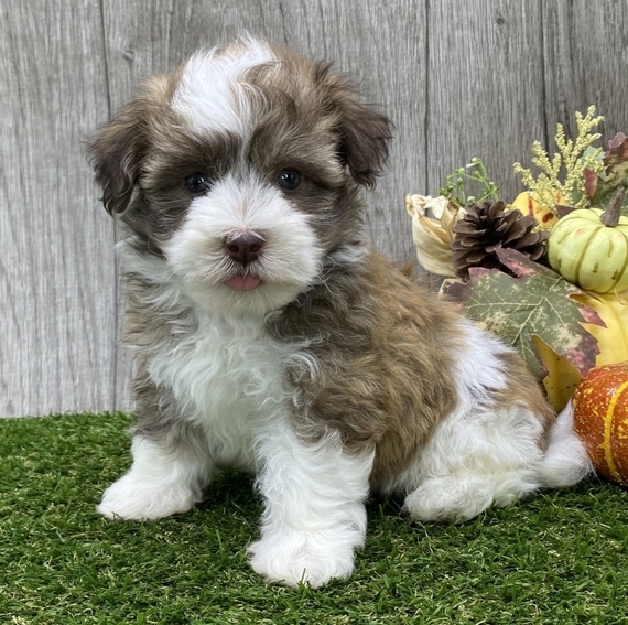 Harper, a Sable & White Male Havanese Puppy 660155 PuppySpot