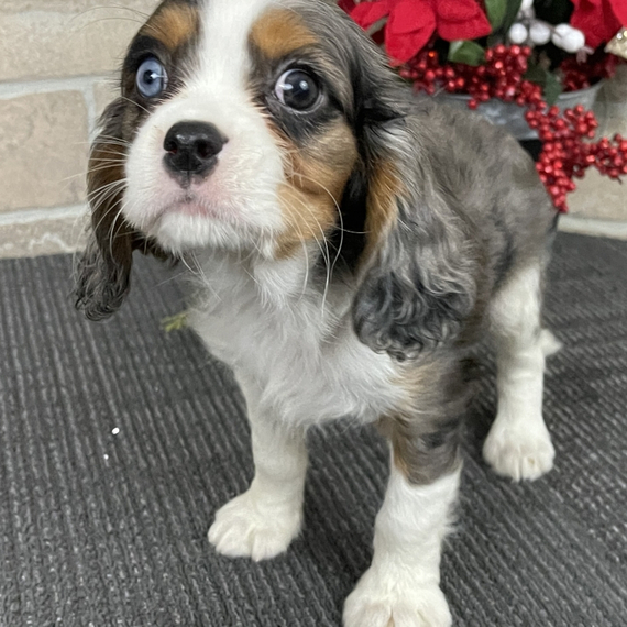 Prince Cavalier King Charles Spaniel Puppy 660485 | PuppySpot