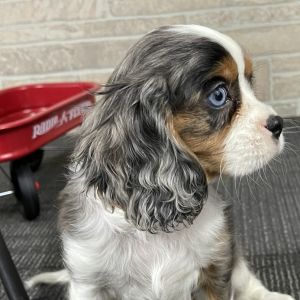 Prince Cavalier King Charles Spaniel Puppy 660485 | PuppySpot