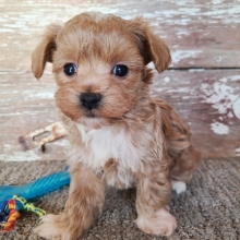 maltipoo kaina