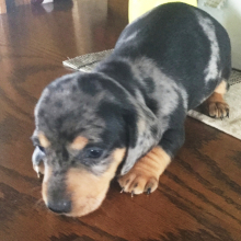 dachsation puppies for sale