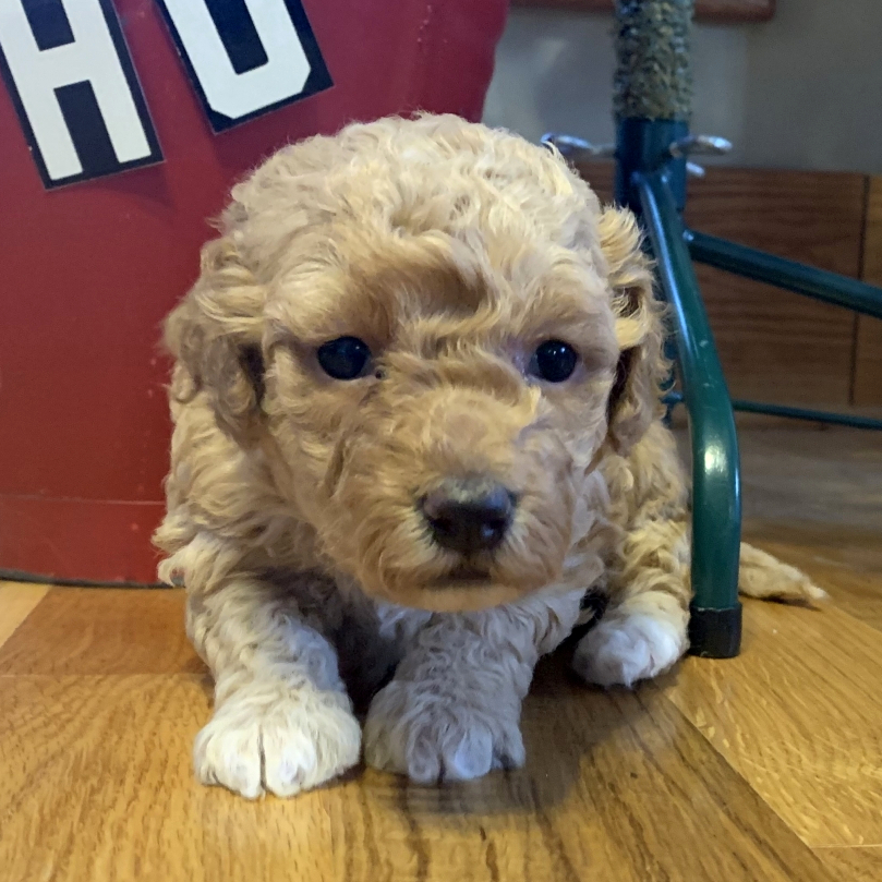 harmony miniature poodles