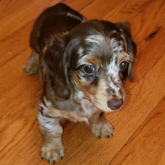 Cassandra, a Chocolate Dapple Female Dachshund Puppy 666475 PuppySpot