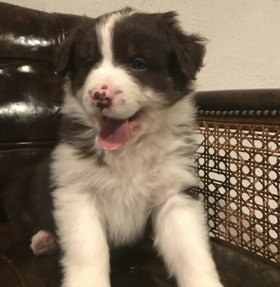 Copper Australian Shepherd Puppy 667455 PuppySpot