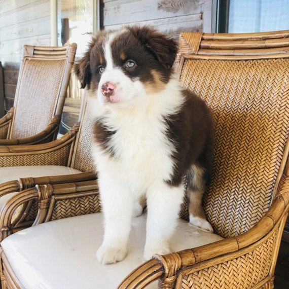 Copper, a Red Male Australian Shepherd Puppy 667455 PuppySpot