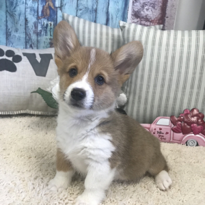Emma A Sable Female Pembroke Welsh Corgi Puppy 667535 Puppyspot