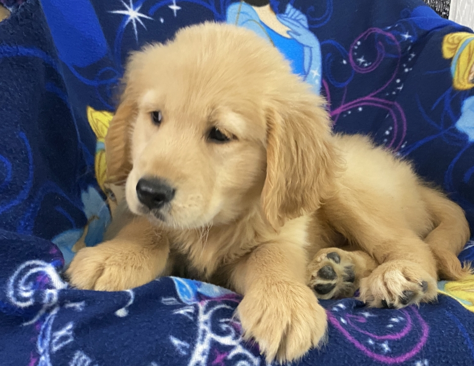 Laura A Golden Female Golden Retriever Puppy 667555 Puppyspot