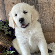 Virginia A English Cream Female Golden Retriever Puppy 669505 Puppyspot
