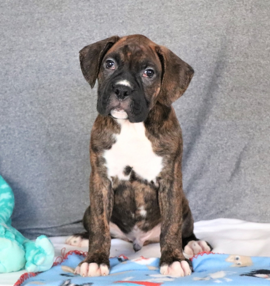 stuffed brindle boxer dog